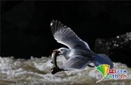 土耳其珍珠鲻鱼的繁殖季节：海鸥的盛宴