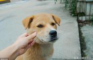 中华田园犬：品种特性与国际认可度解析